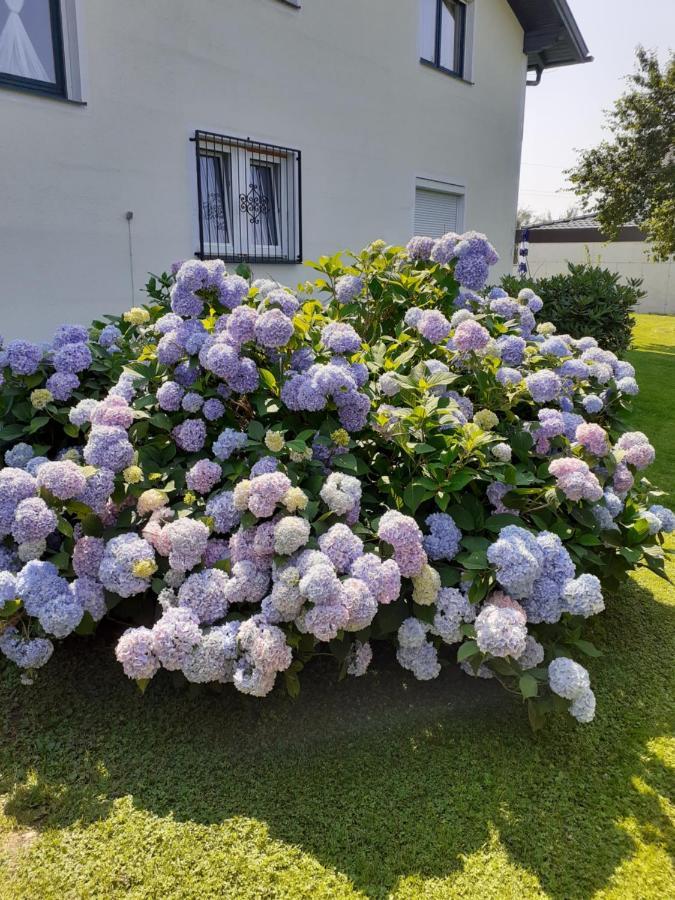 Reitbergs Nest Lägenhet Eugendorf Exteriör bild